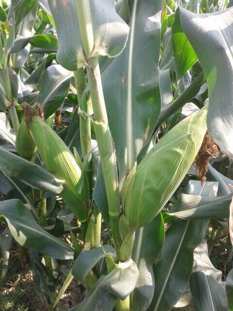 比亚久-嘉甜6号早熟高产大棒玉米种子 绿色抗热耐寒甜玉米种.