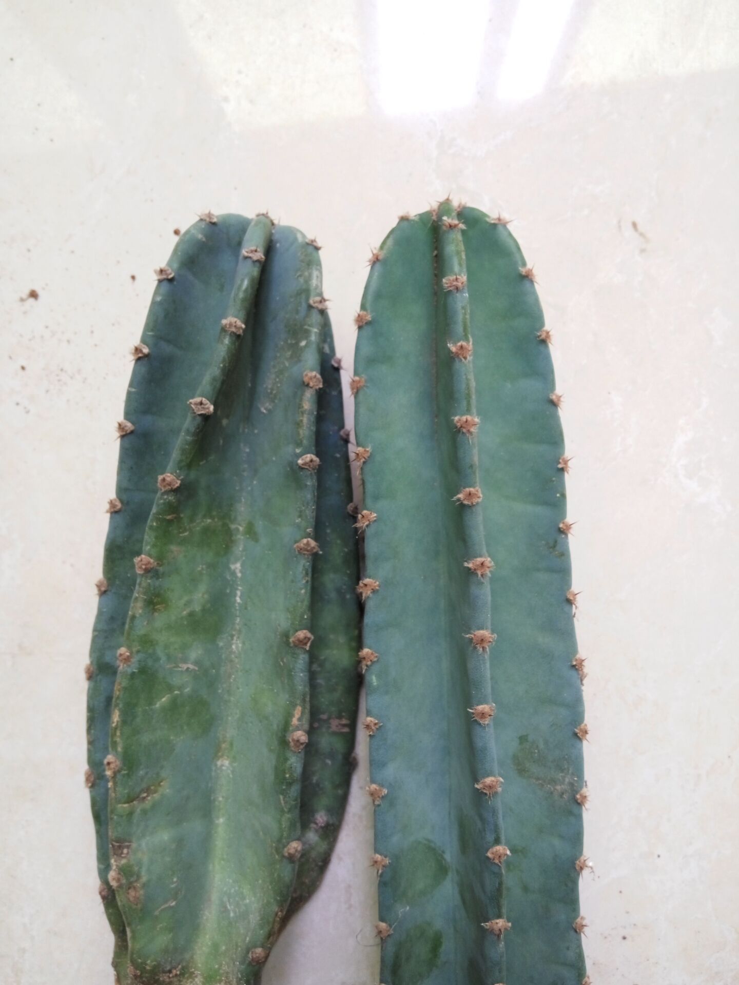 仙人球铁柱观赏量天尺1530公分无根