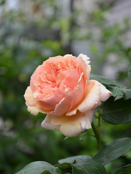 欧洲月季花苗 萨尔曼莎salmanasar 切花月季