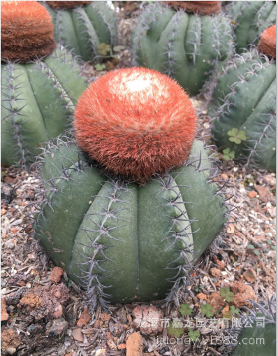 彩云 层云 魔云仙人球大量沙生植物室内仙人球盆栽装饰强刺仙人球
