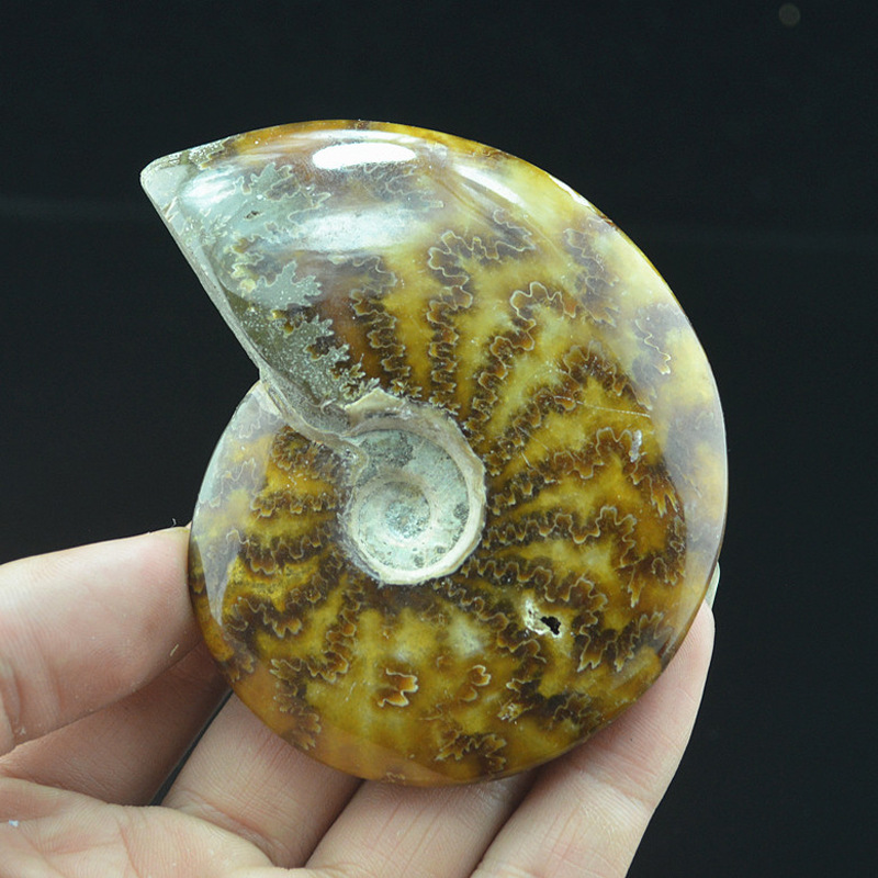 天然带纹斑彩螺化石 特价菊石螺发财螺玉化李明居转运螺可做吊坠