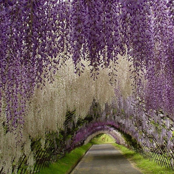 基地直供 紫藤 质优价廉,规格齐全 庭院绿化精品