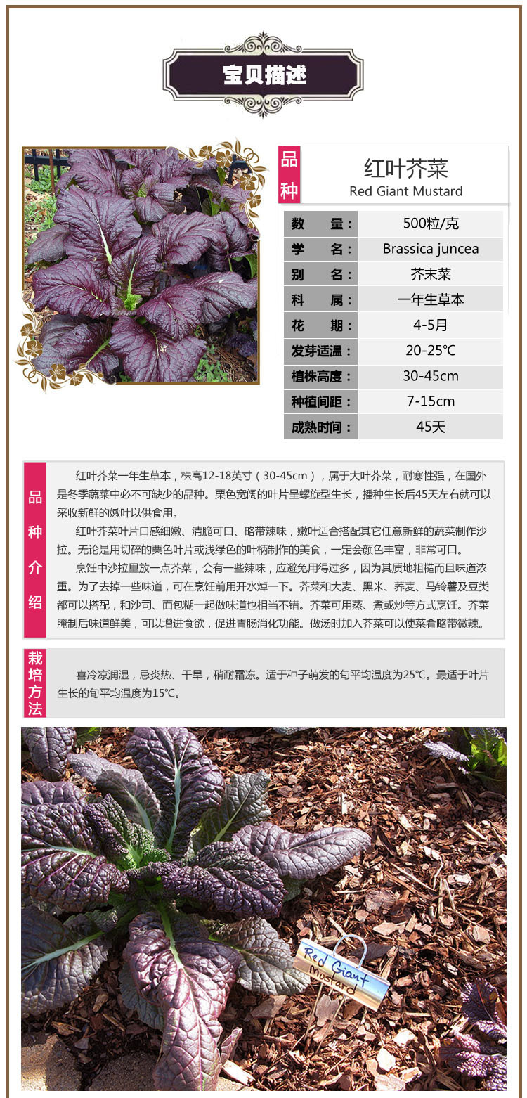 红叶芥菜种子 大叶芥菜 芥末菜 耐热耐寒mustard 进口蔬菜种特菜