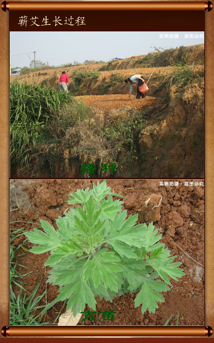 艾草生长过程图片图片