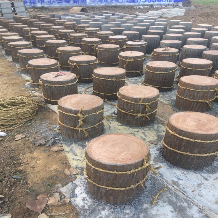 山东 泰安 水泥仿木桩 汀步 梅花桩 手工制作 可来图订制定做