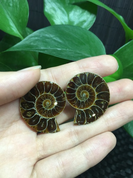 马达加斯加海螺化石小切片 开片螺 菊石 古生物化石 教学标本