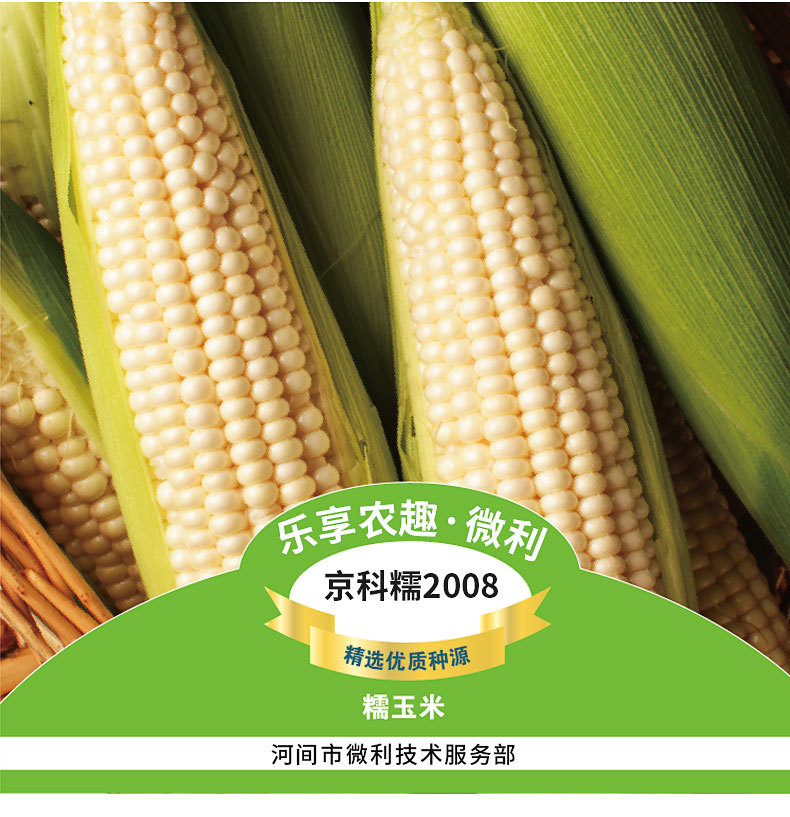 【爽口粘玉米种子京科糯2008糯玉米种子 粮食作物种子批发】价格,批发