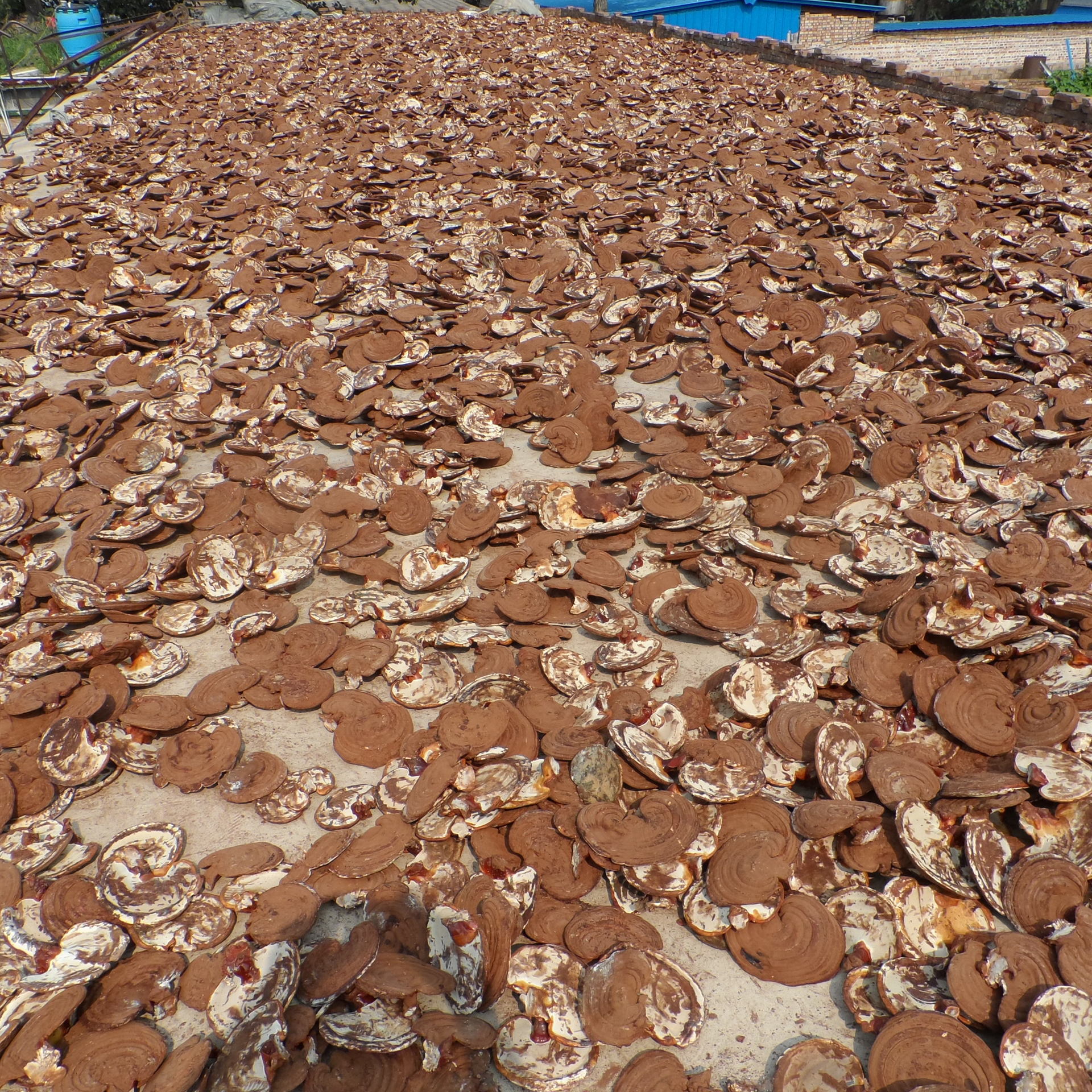 产地供应无柄赤灵芝 金边灵芝 天然无公害灵芝 自产自销