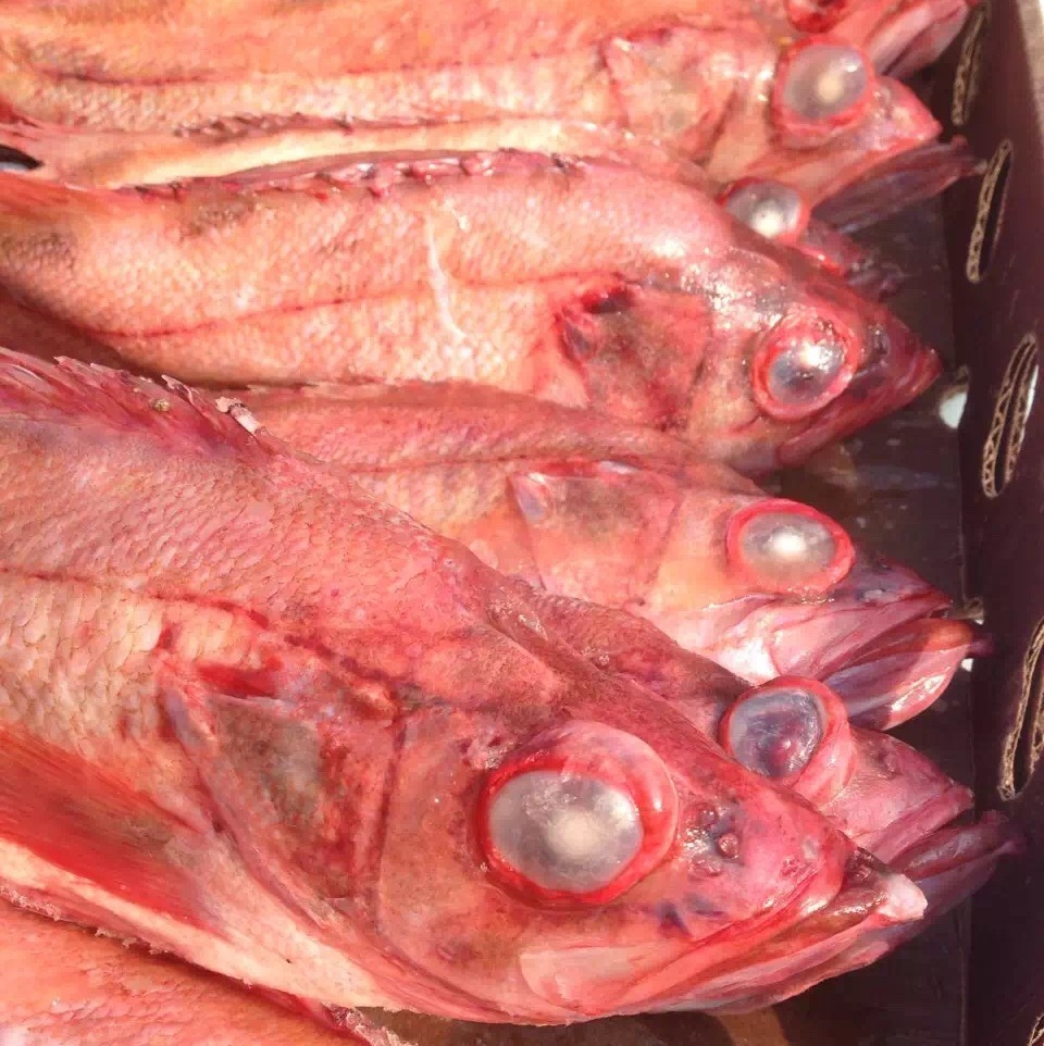 美国太平洋红鱼600-800g/条婚宴酒店红鲈鱼