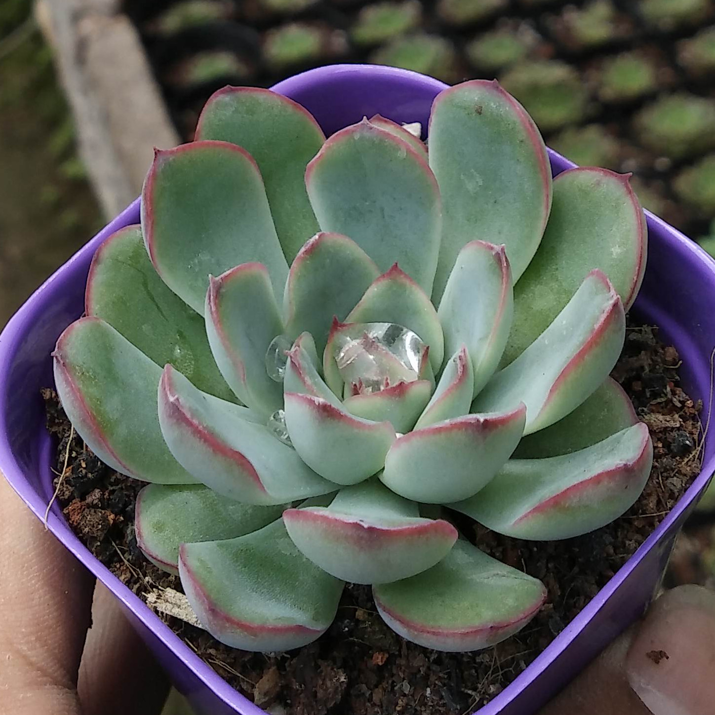 花月夜多肉植物批发特价迷你盆栽多肉植物盆栽进口多肉植物