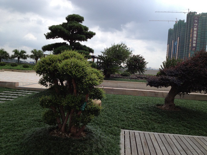 批发 麦冬苗 麦冬草苗 金边麦冬 玉龙草 日本矮麦冬草 绿篱小苗-蚕桑