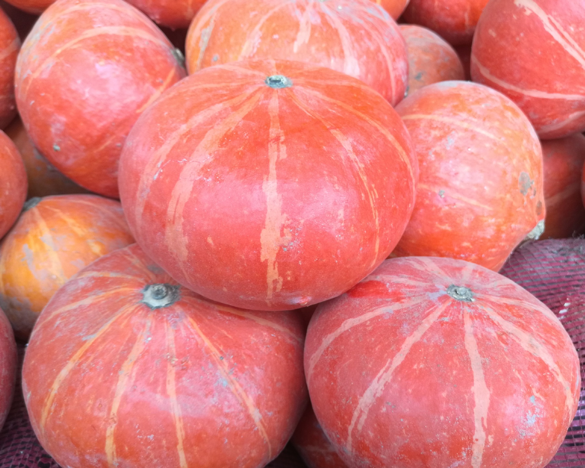 优质奶油南瓜 绿色无公害  营养价值极高   甜绵可口    源头直批