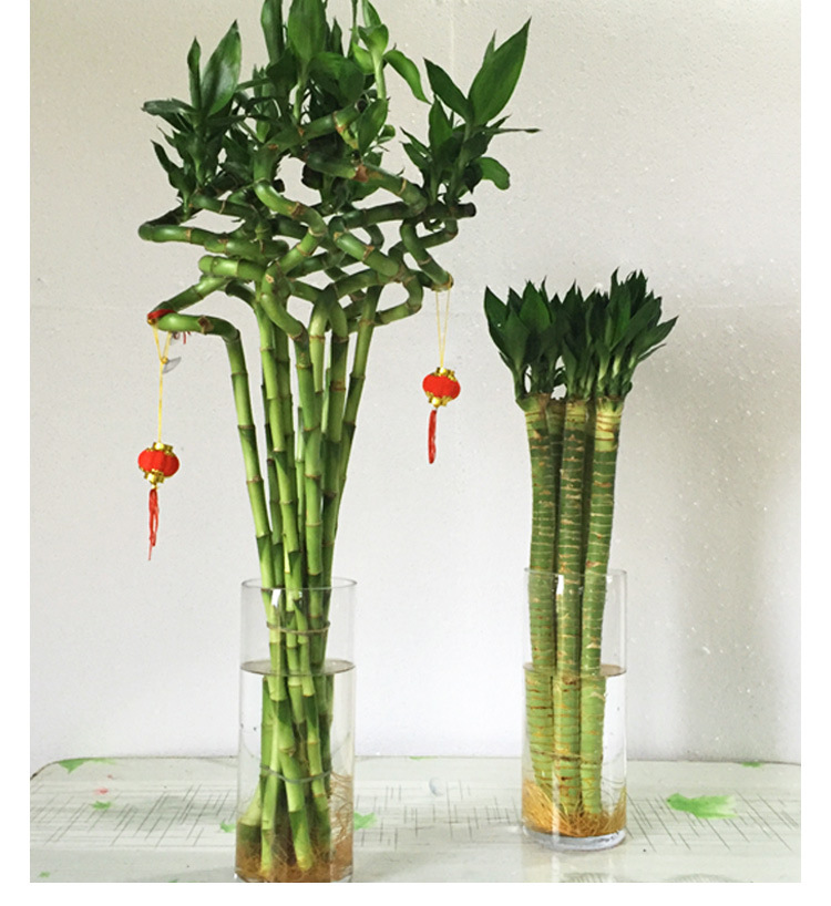 转运竹弯竹水培植物花卉卧室客厅室内吸甲醇绿植厂家直销