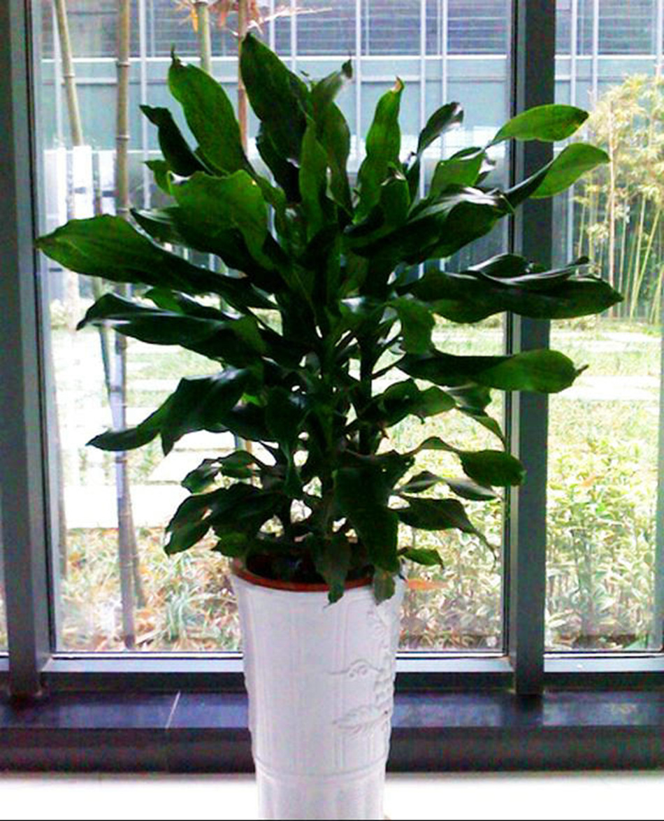 基地批发室内绿植盆栽 金螺纹铁盆栽 净化空气 观叶植物 吸收甲醛