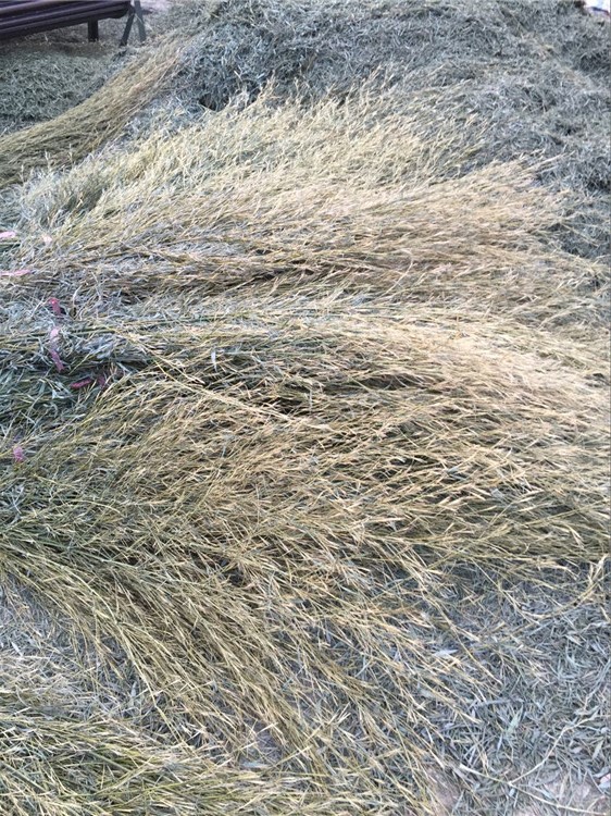 产地直销各种品质精枝二黄毛竹竹枝扫帚苗楠竹枝毛料竹枝扫帚原料