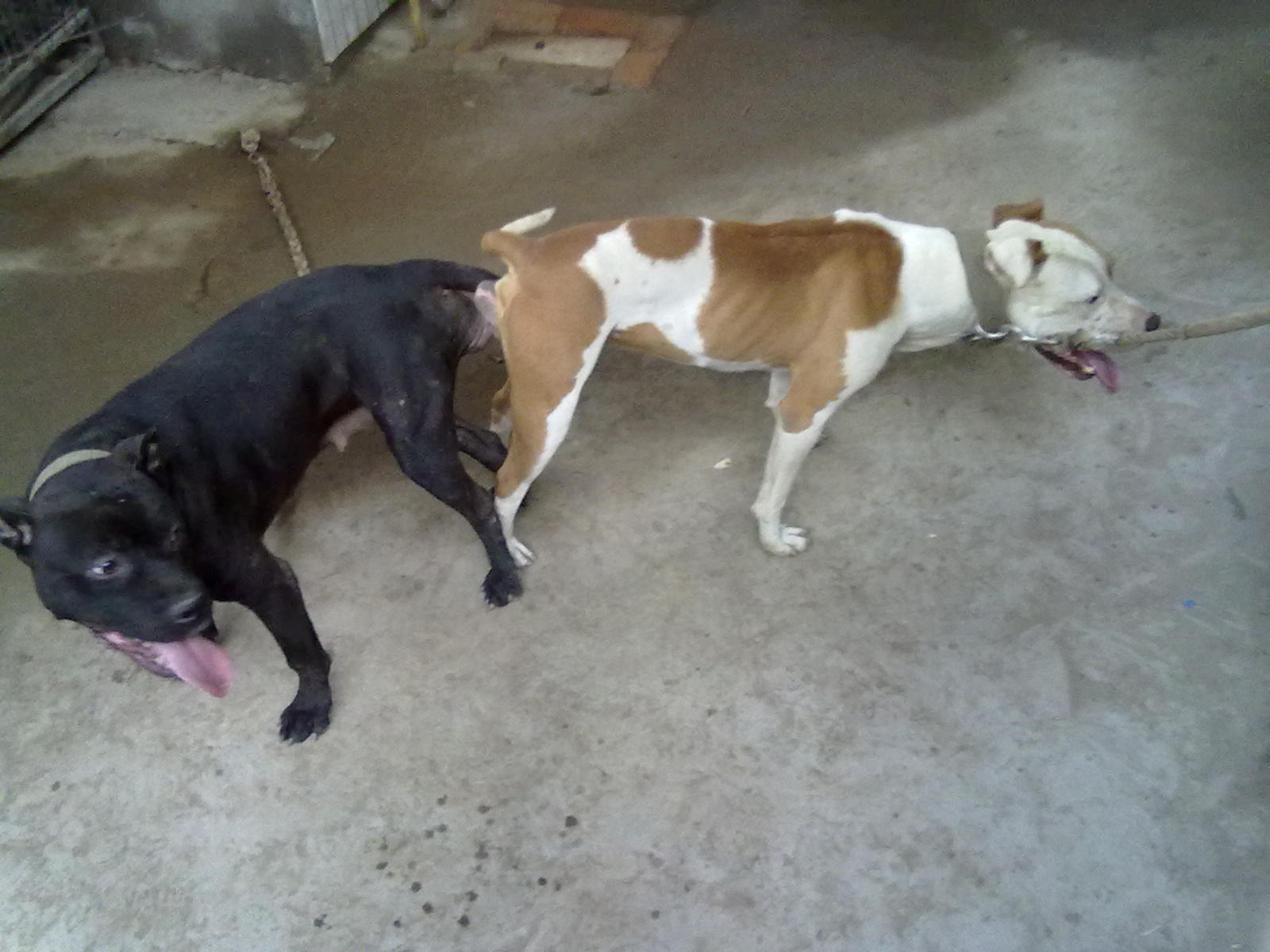 精品比特犬幼犬,疫苗驱虫已做好,比特犬ko藏獒 比特犬打架真牛