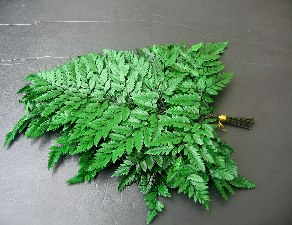 永生花高山羊齿10片一扎创意礼品保鲜花礼盒diy材料制作配材