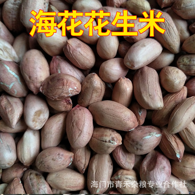 精选海花花生米 去壳花生 五谷杂粮批发零售 青禾杂粮