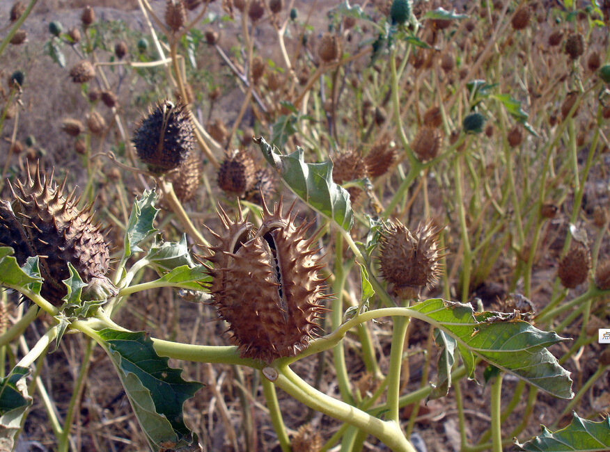 公司批发纯天然野生曼陀罗(也叫曼荼罗 醉心花 洋金花)种子