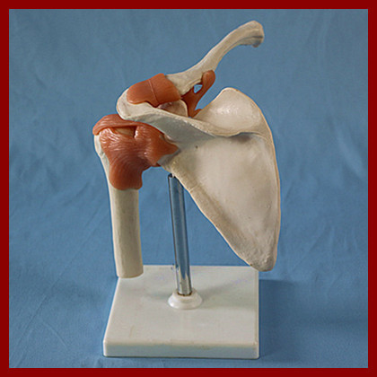 人体骨骼模型 自然大肩关节(带粉红色韧带) 教学模型