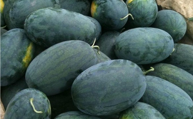 新鲜西瓜水果 黑美人西瓜 热带水果 批发供应黑美人西瓜 果.