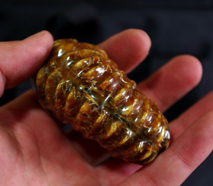 精品马达加斯加 玉化羊角螺化石 动物化石 菊石摆件