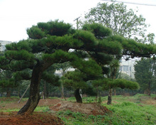 苗圃直销优质造型黑松 20公分黑松树 园林绿化风景带 品种优良