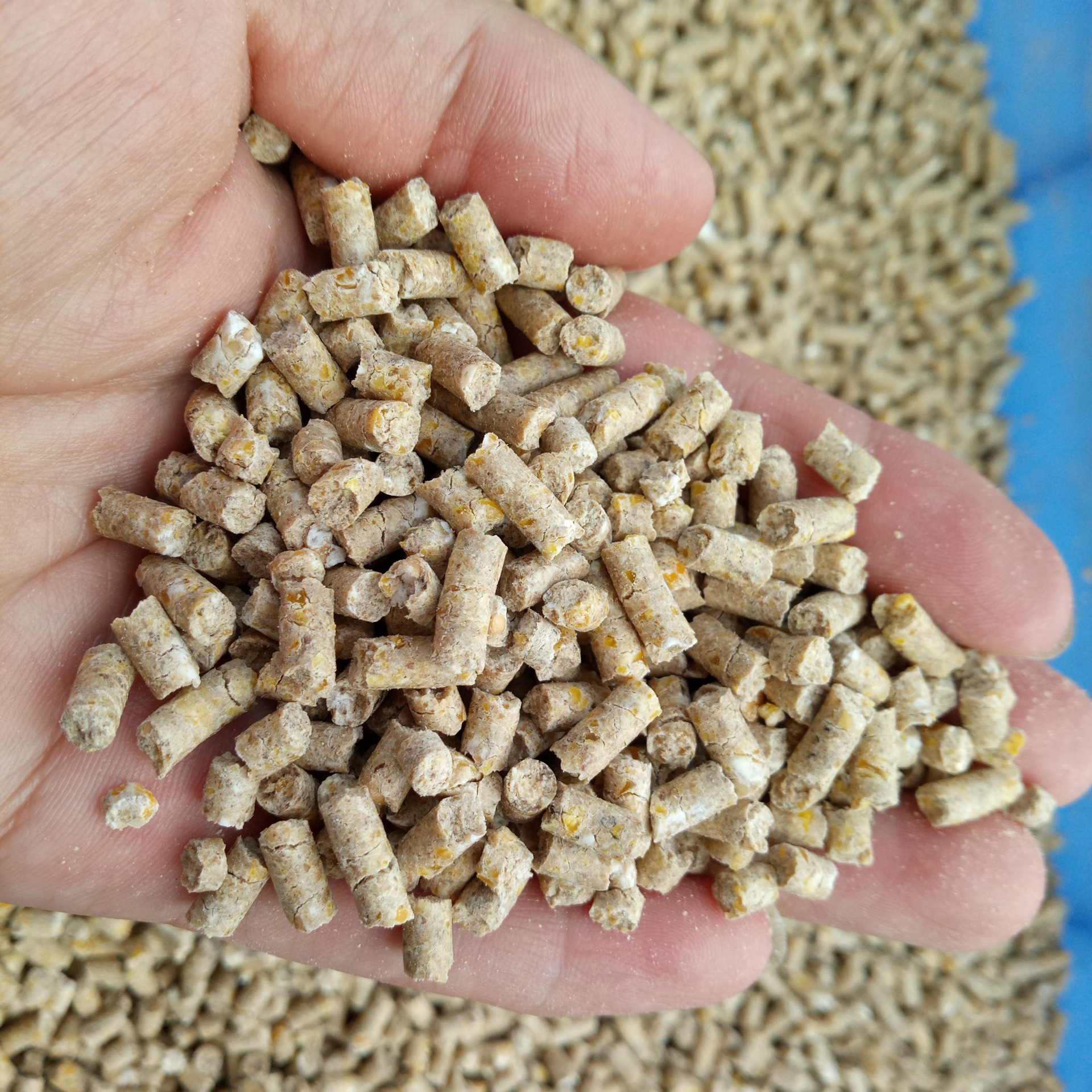 采用水虻黄粉虫大麦虫蛋白源加工草鱼饲料 鲤鱼鲫鱼颗粒饲料50斤