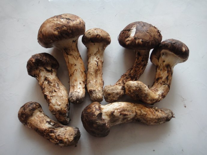 东北野生蘑菇系列-松茸