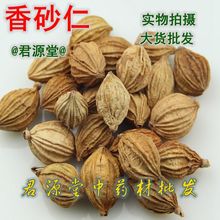 香砂 中药材 香料 香砂仁   供货