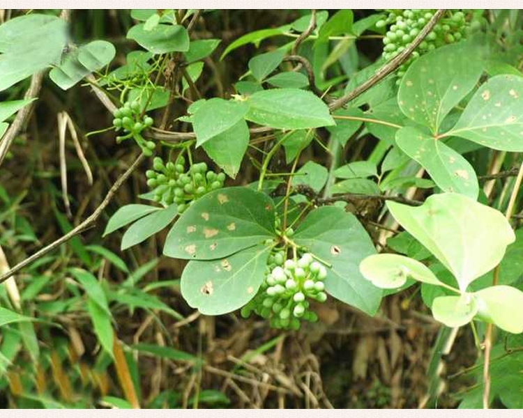 供应优质血通中药材 红藤 大血藤 大活血 厂家直销