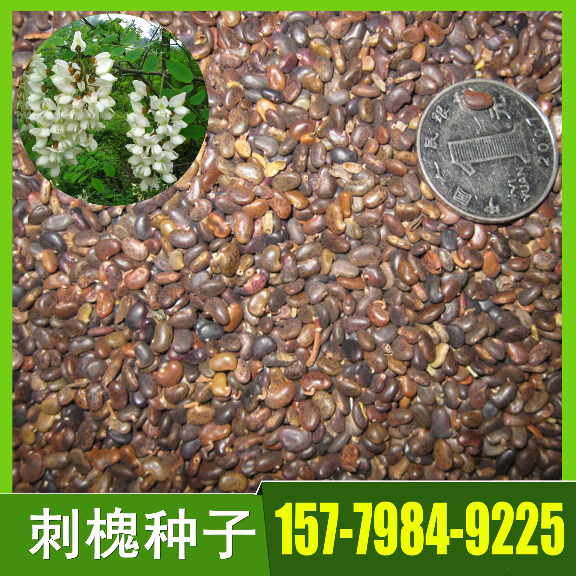 优质刺槐种子批发 槐树种子 各种护坡用种子和草子大量批发