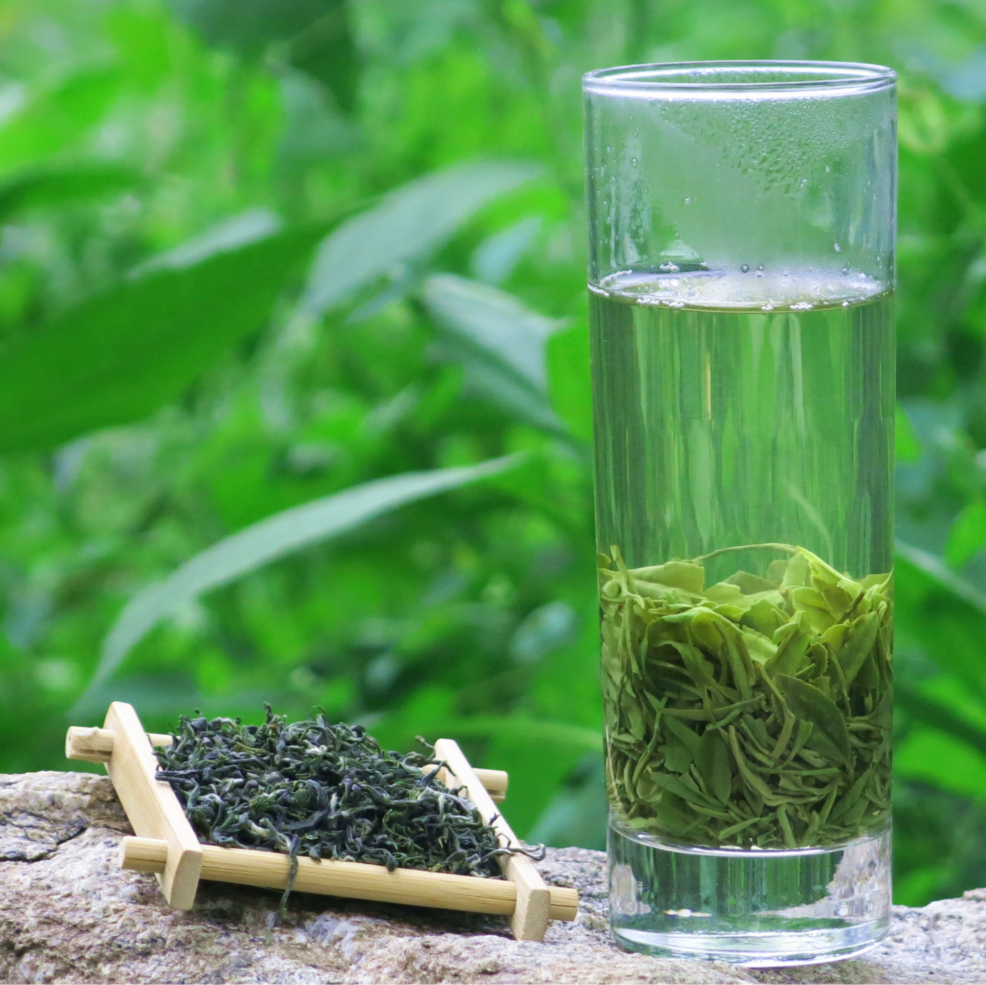 茶叶 乌山春牌精品绿茶 英山云雾茶 采无农药鲜叶 春茶 手.