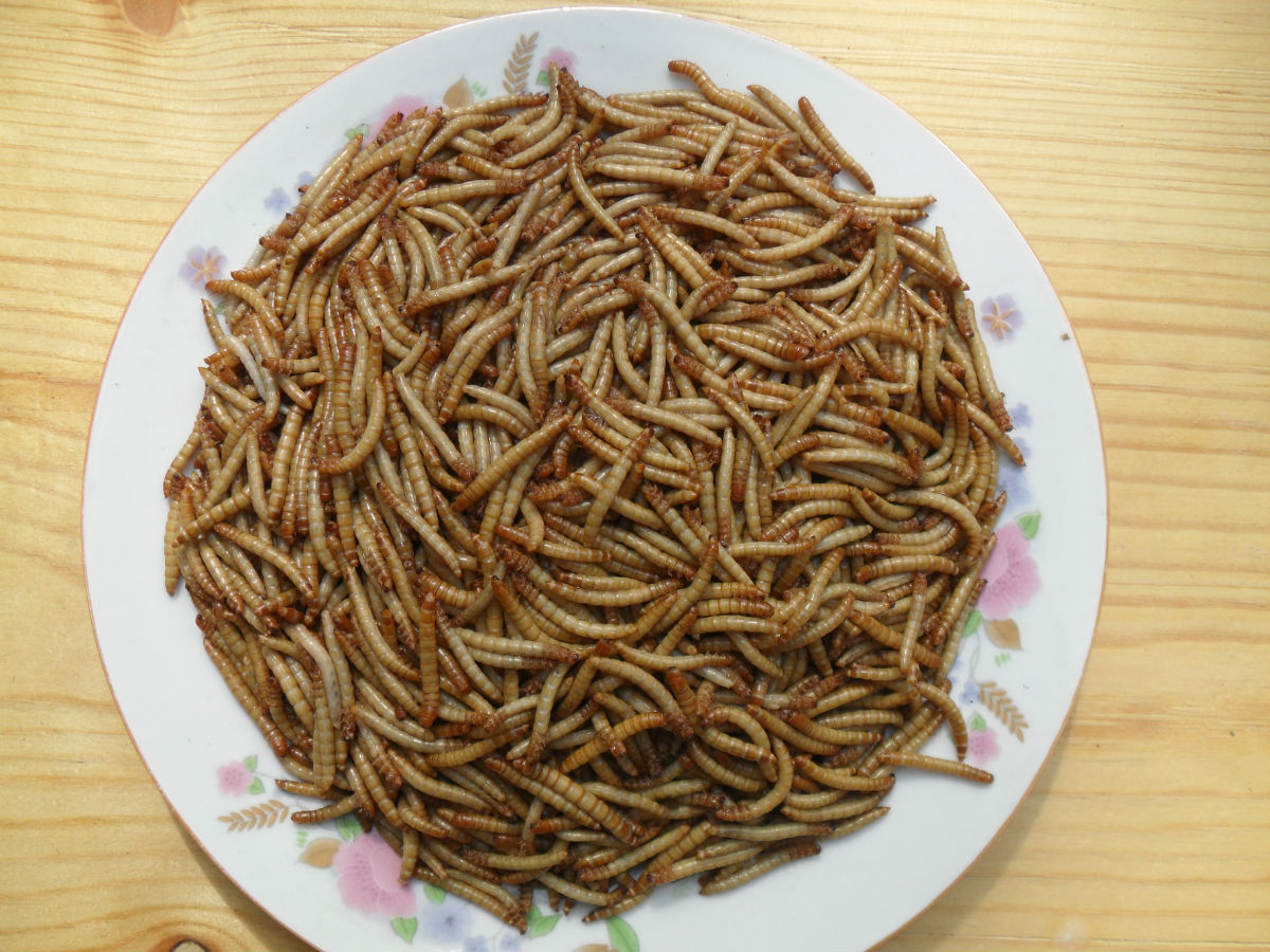 厂家直销活体黄粉虫鲜活黄粉虫面包虫大麦虫