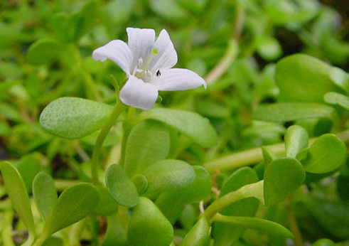 假马齿苋提取物 白花猪母菜提取物 长期供应