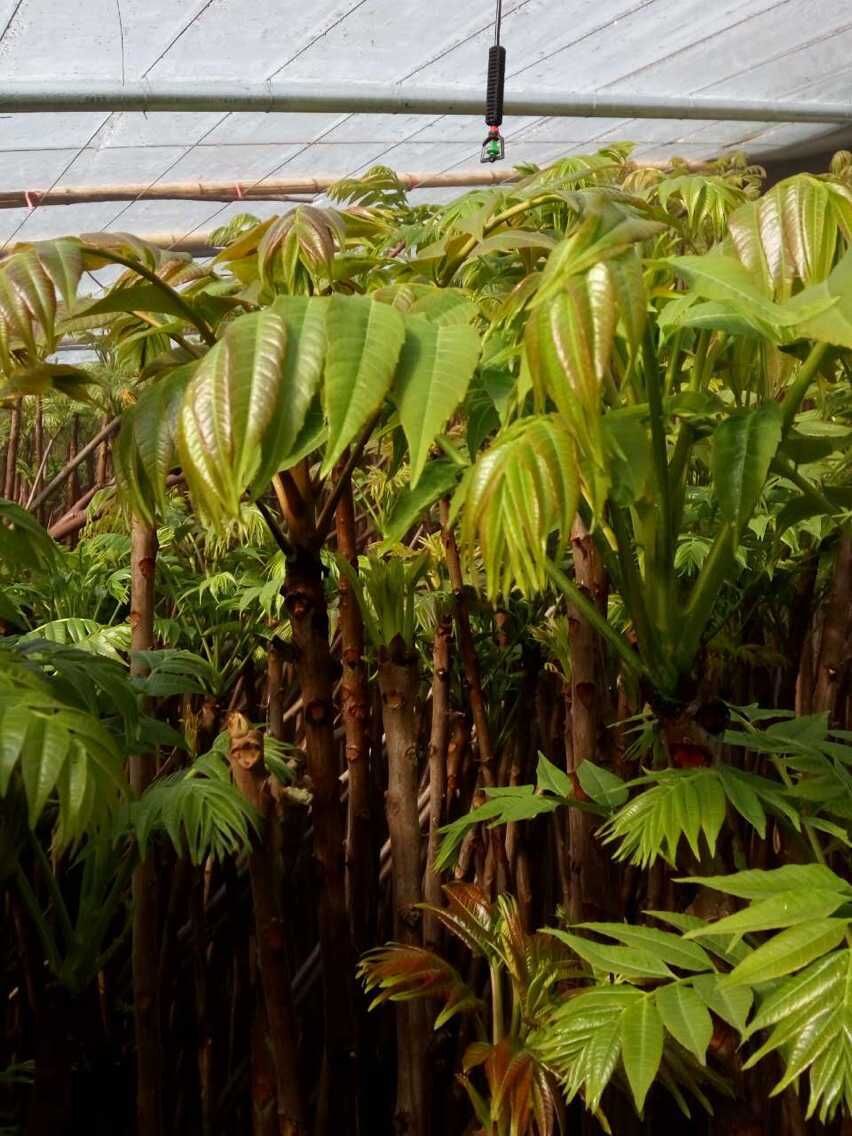 批发优质大棚香椿树苗/红油香椿树苗/成活率高/当年可食用
