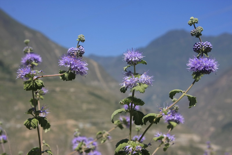 德丰批发供应中药材兰香草山薄荷罗勒草九层塔香佩兰