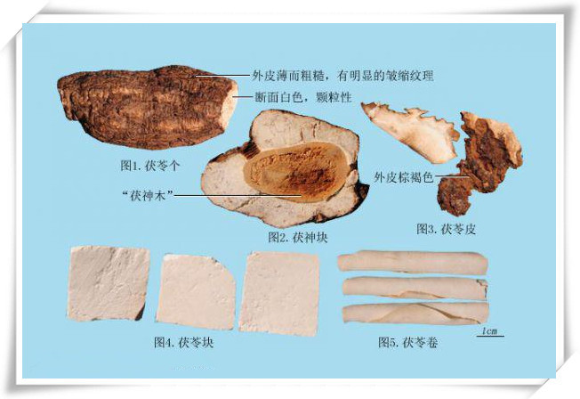 茯苓提取物 20茯苓多糖 昌岳包邮