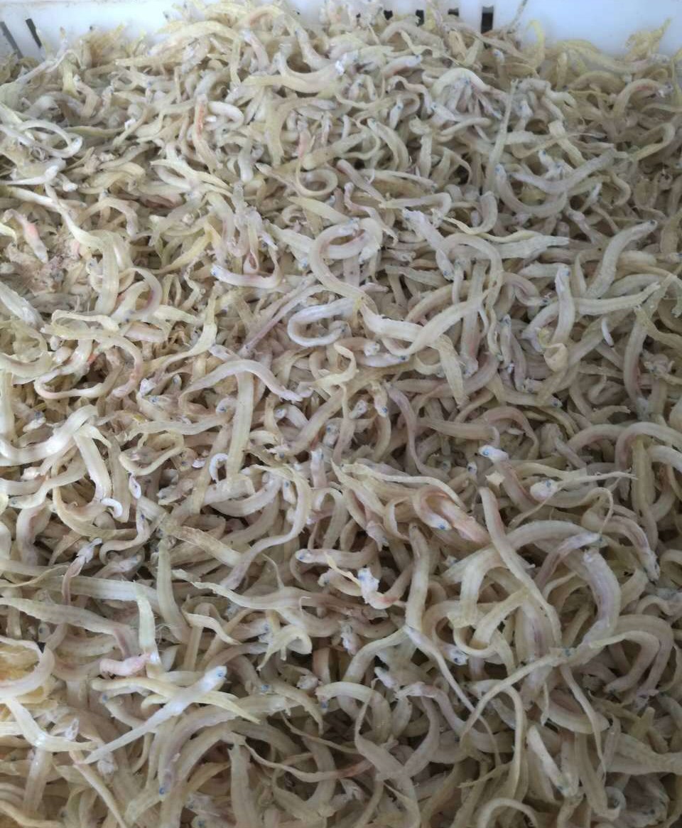 原产地 山东特产凤尾鱼干 凤尾鱼原料鱼干