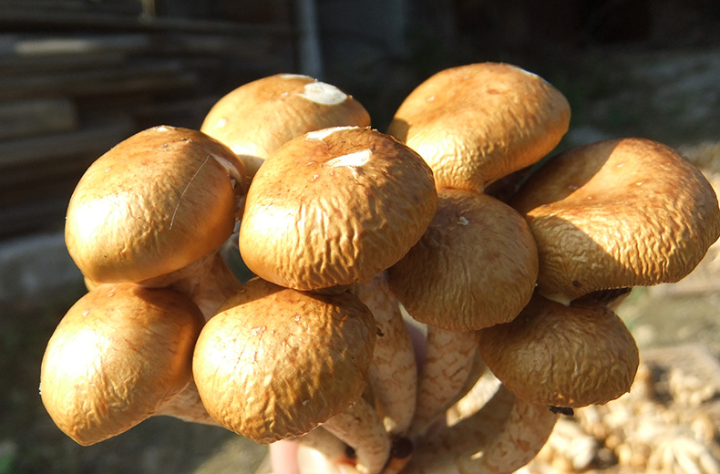 健康优质野生菌滑子菇食用菌古田货滑菇 滑子蘑菇干 量大优惠