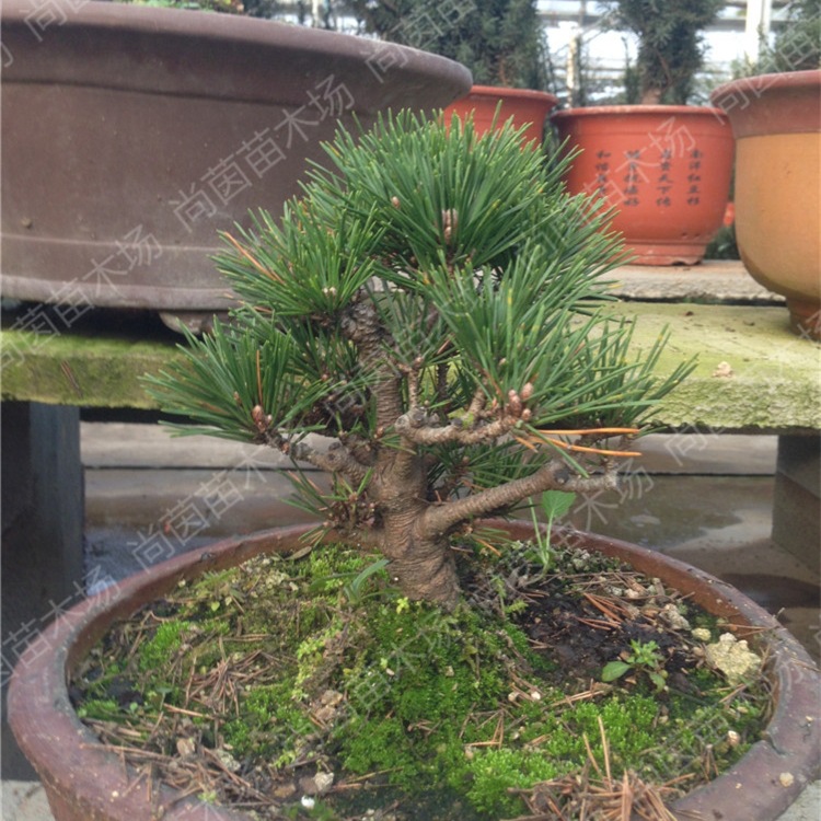 日本盆景_批发日本进口原本寸梢 高档中小型寿