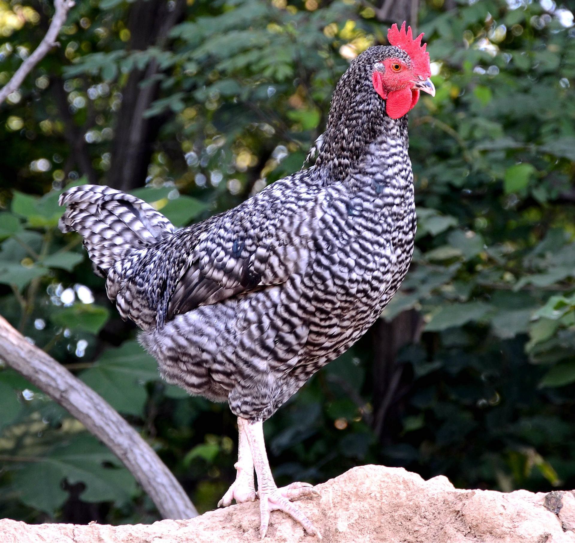 芦花鸡的经济价值