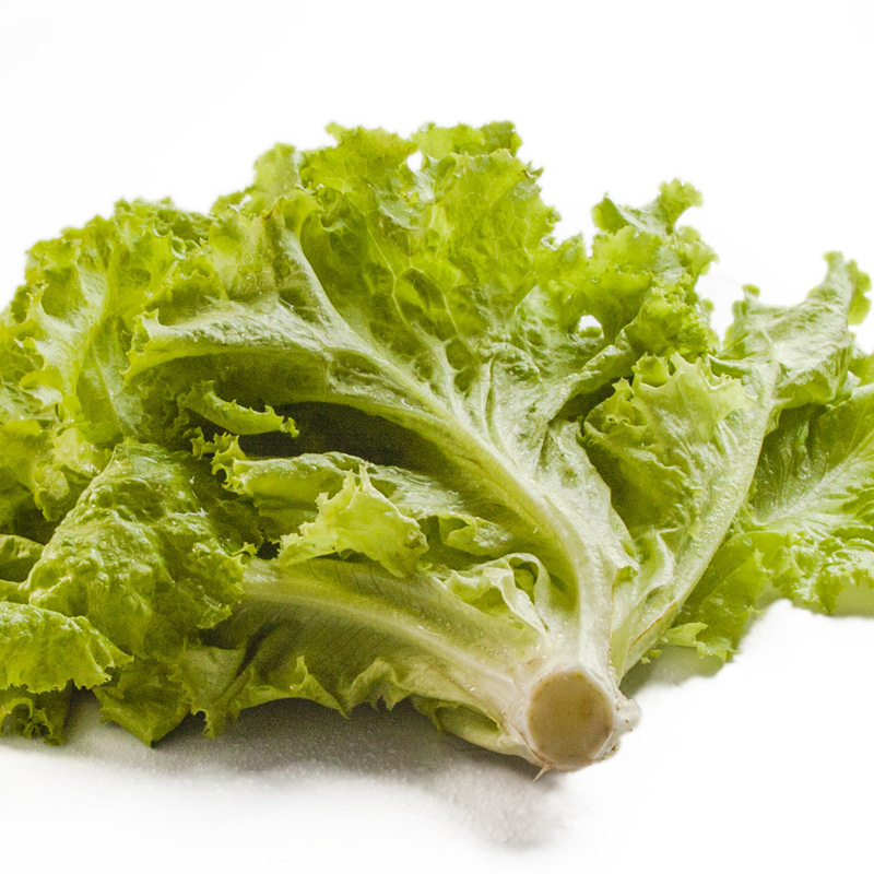 新鲜绿色蔬菜生菜 天然放心大叶生菜 奶油沙拉火锅汉堡原料