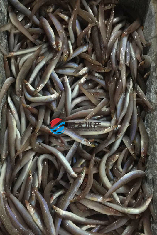 批发冷冻海捕野生海泥鳅鱼(沙溜,玉筋鱼)