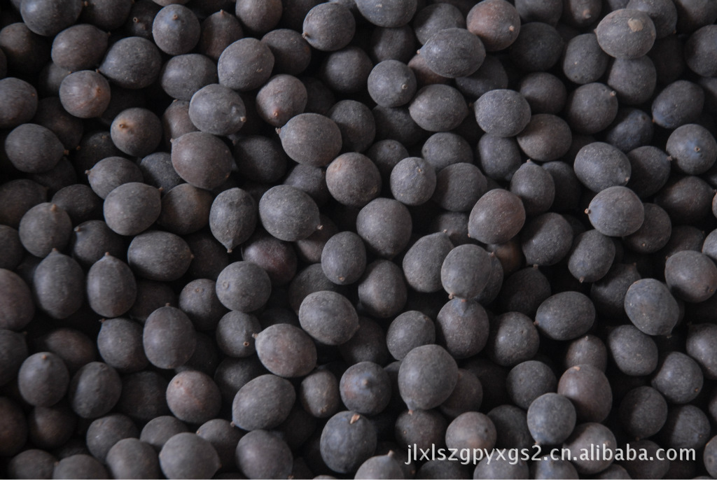 批发湘潭寸三莲种子藕种子荷花种子碗莲种子壳莲子500克量大价优