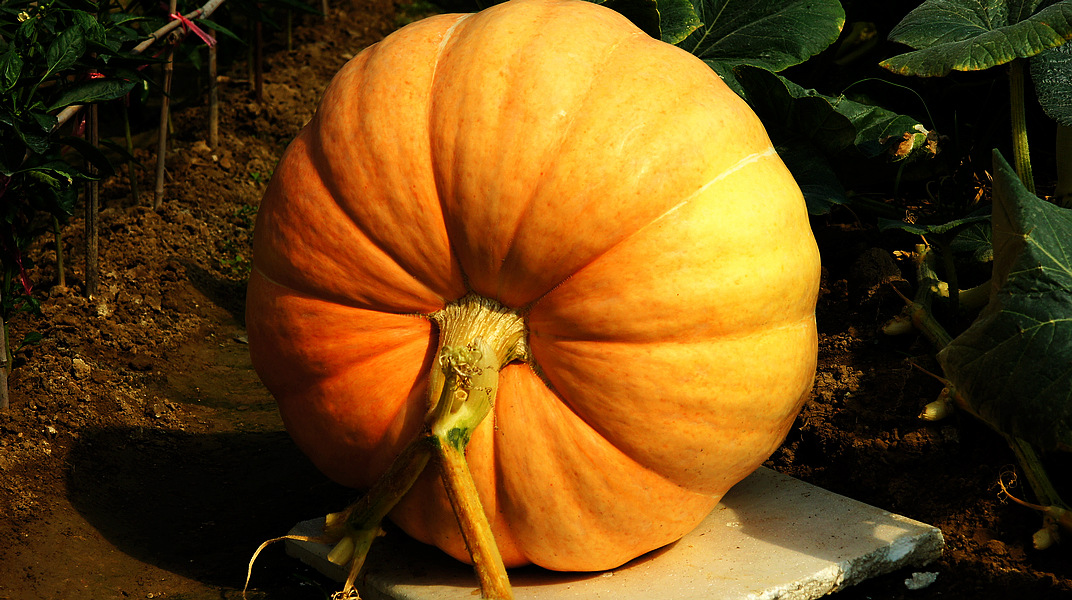 0(%)级别原种品种南瓜商品属性付款成功后3天内安排发货快递066