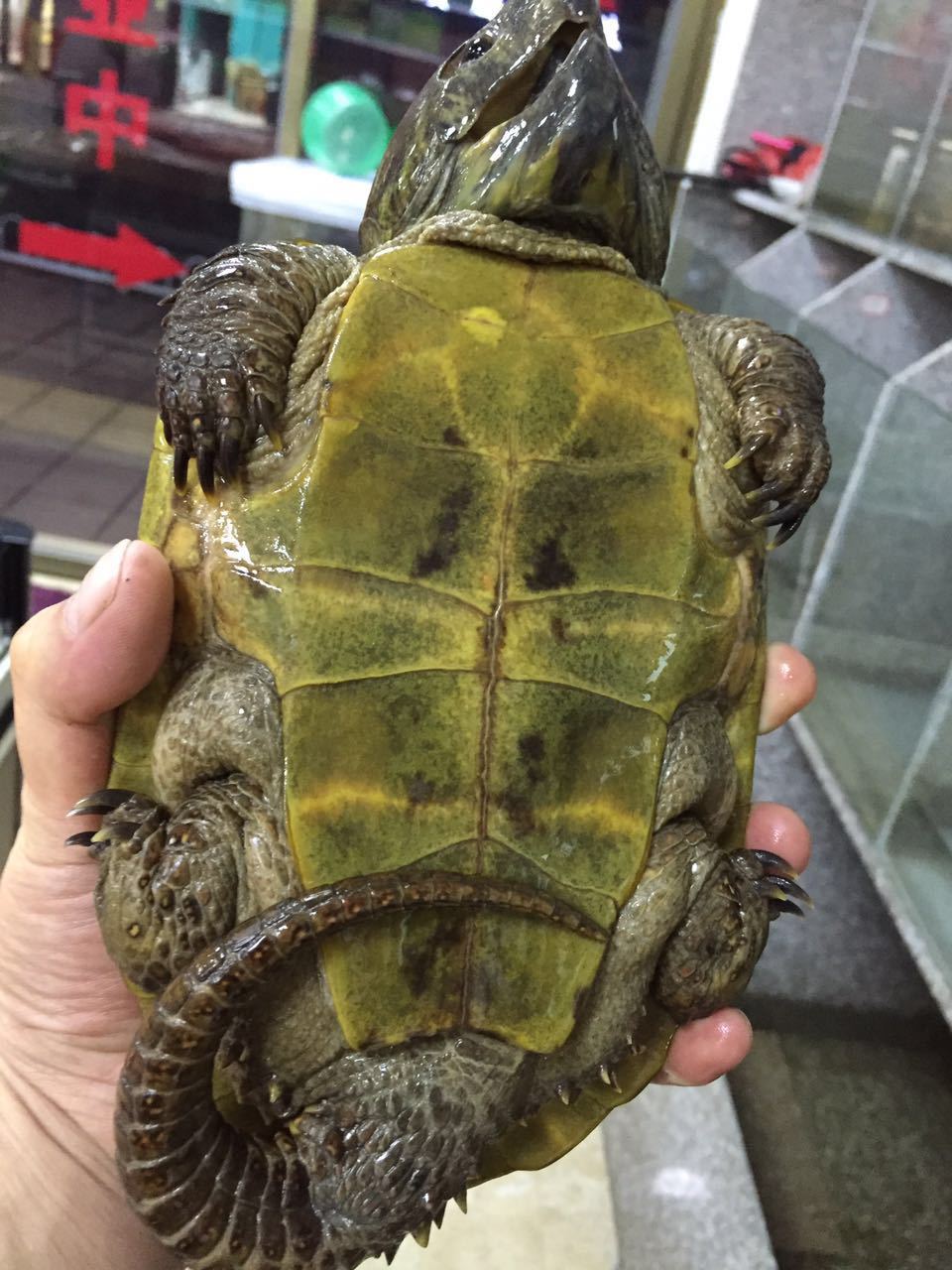 鹰嘴龟 淡水龟 鳖 户外 养殖 实力商家 野生 天然 乌龟.