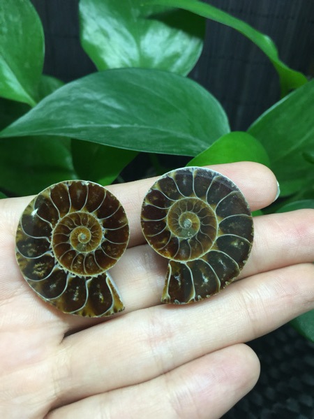 马达加斯加海螺化石小切片 开片螺 菊石 古生物化石 教学标本