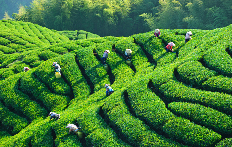 特级蜜香型金骏眉武夷山桐木关红茶批发金骏眉散装传工茶叶