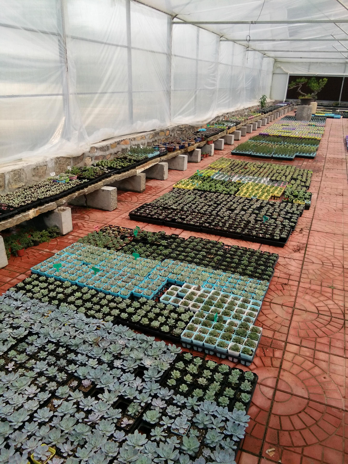 基地直发 多肉植物 批发 水晶玉露 可带盆发货 办公室盆栽